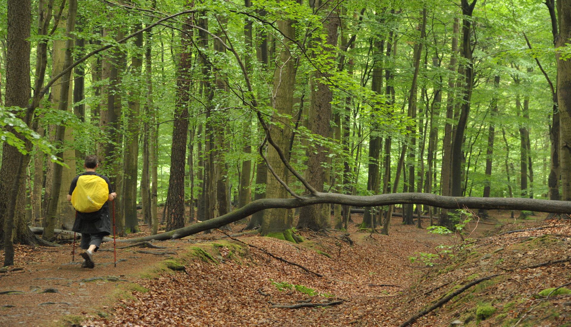 Wanderer auf dem Urwaldsteig