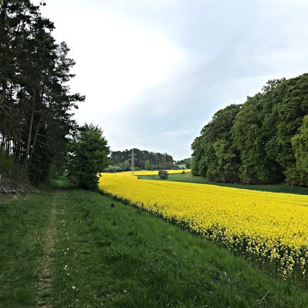 Bild vom Golfplatz in Waldeck