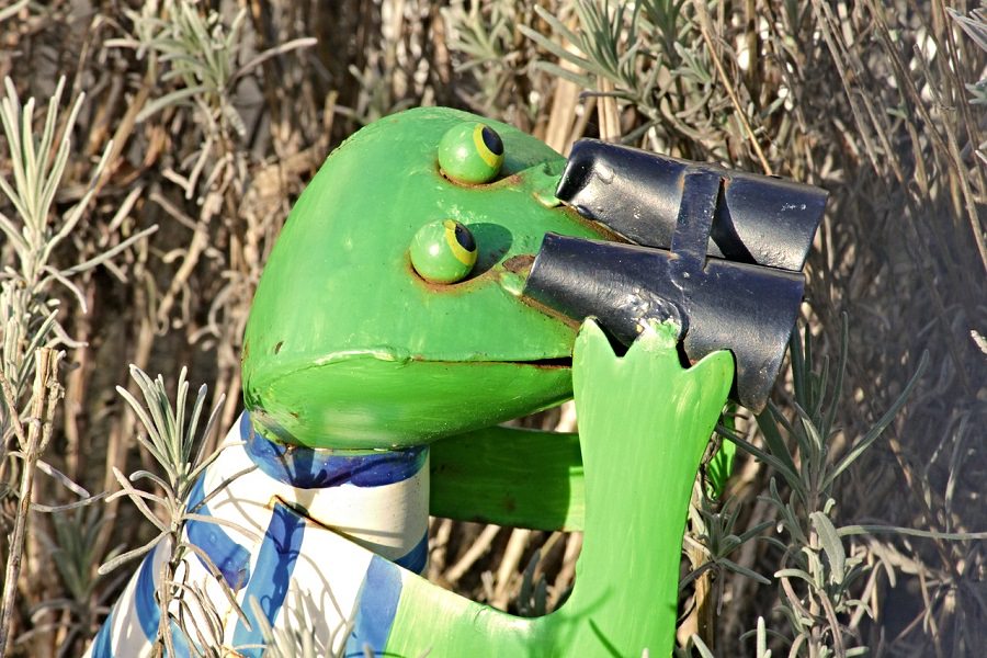 Frosch mit Fernglas